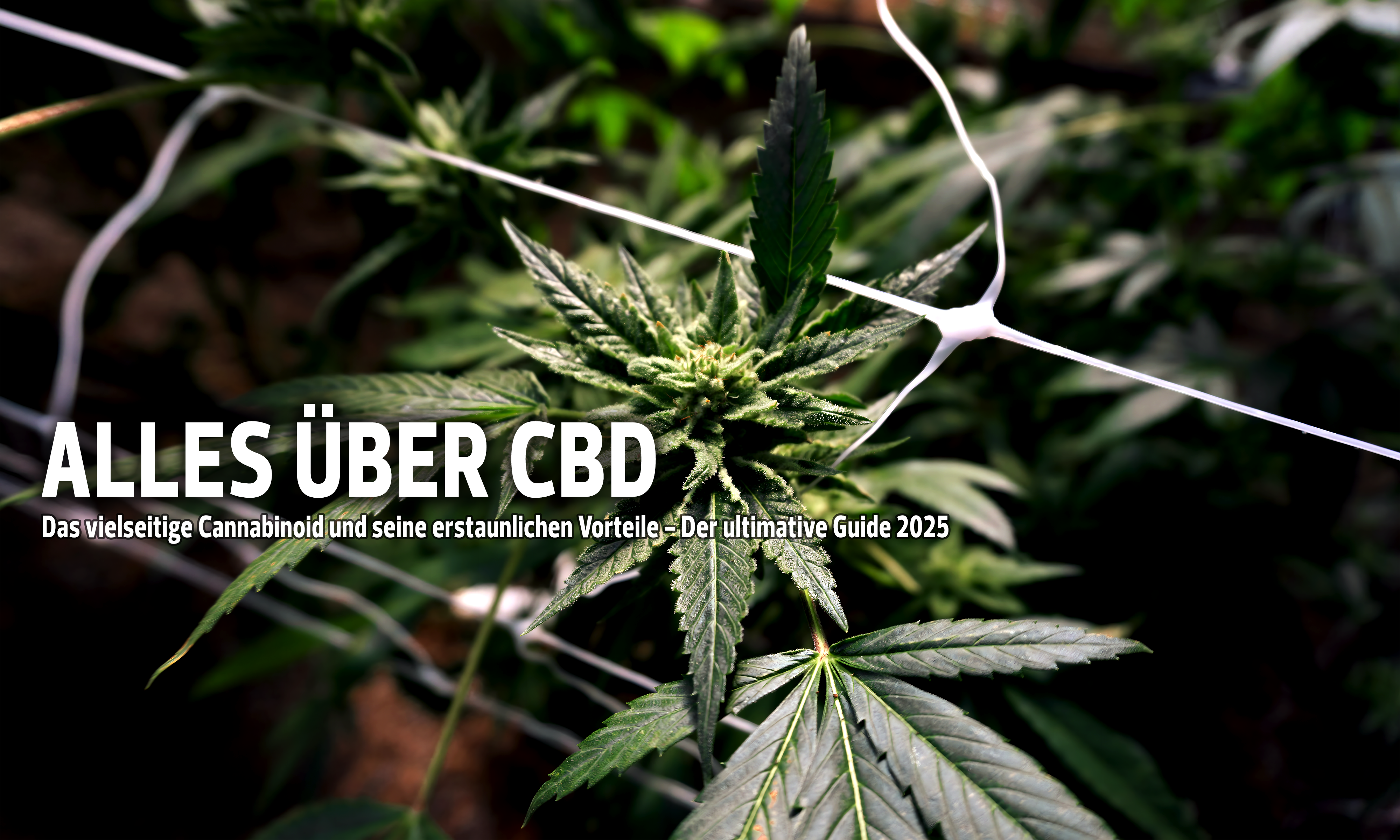 CBD: Das vielseitige Cannabinoid und seine erstaunlichen Vorteile - Der ultimative Guide 2025