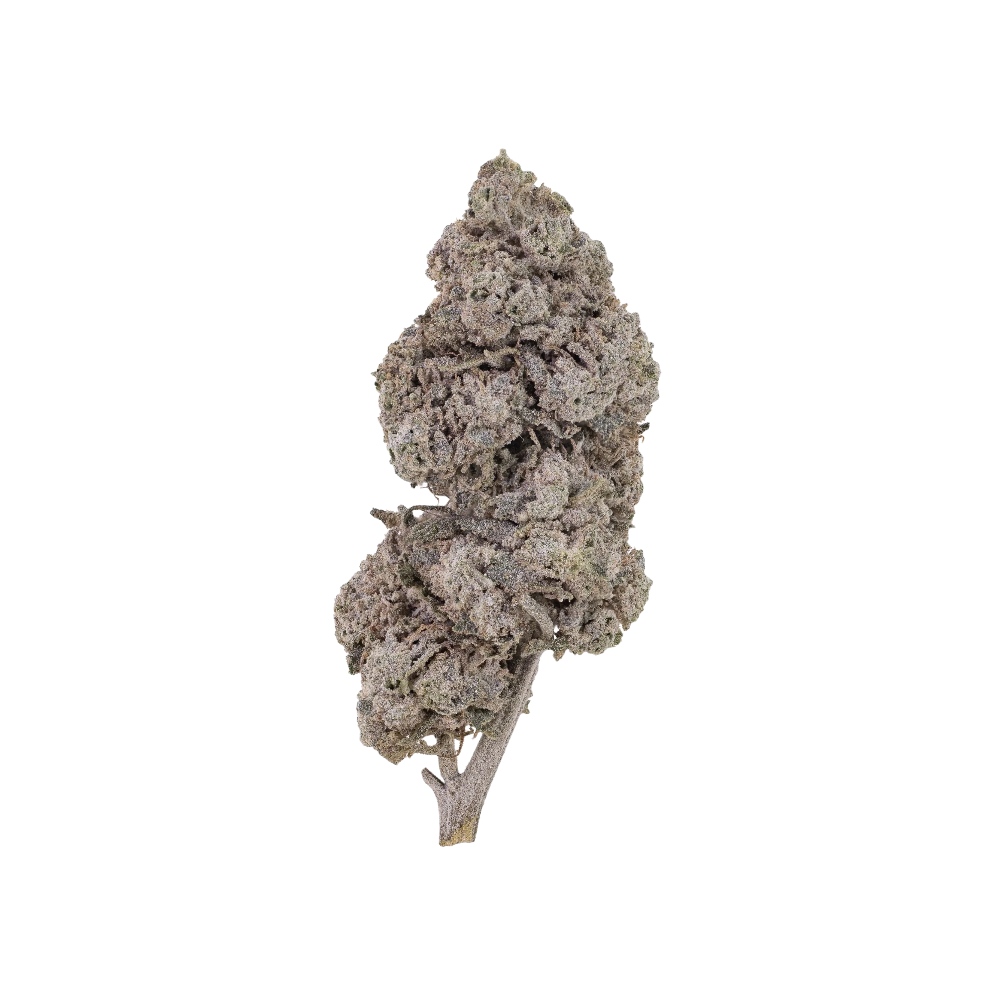 BUBBLEGUM