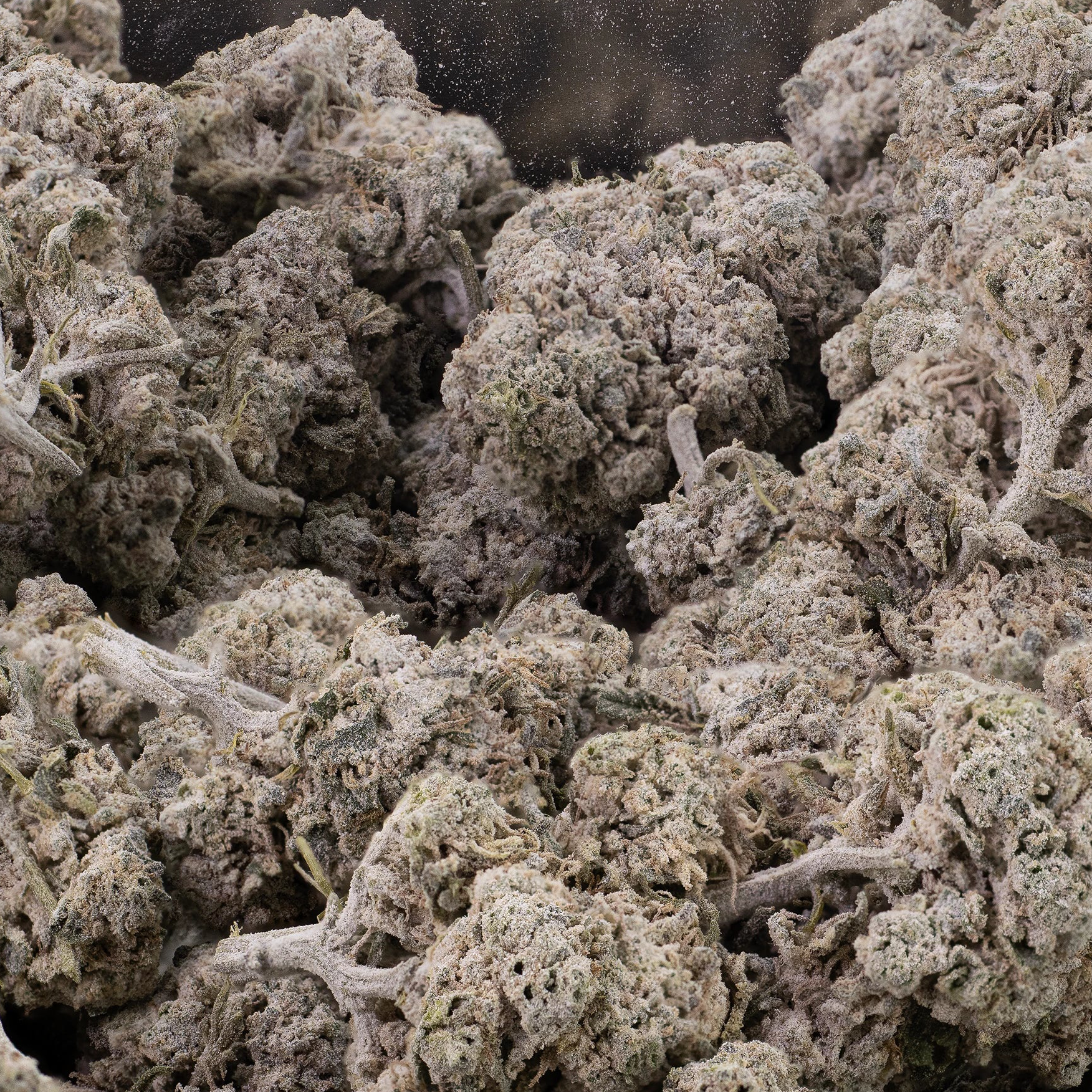 BUBBLEGUM