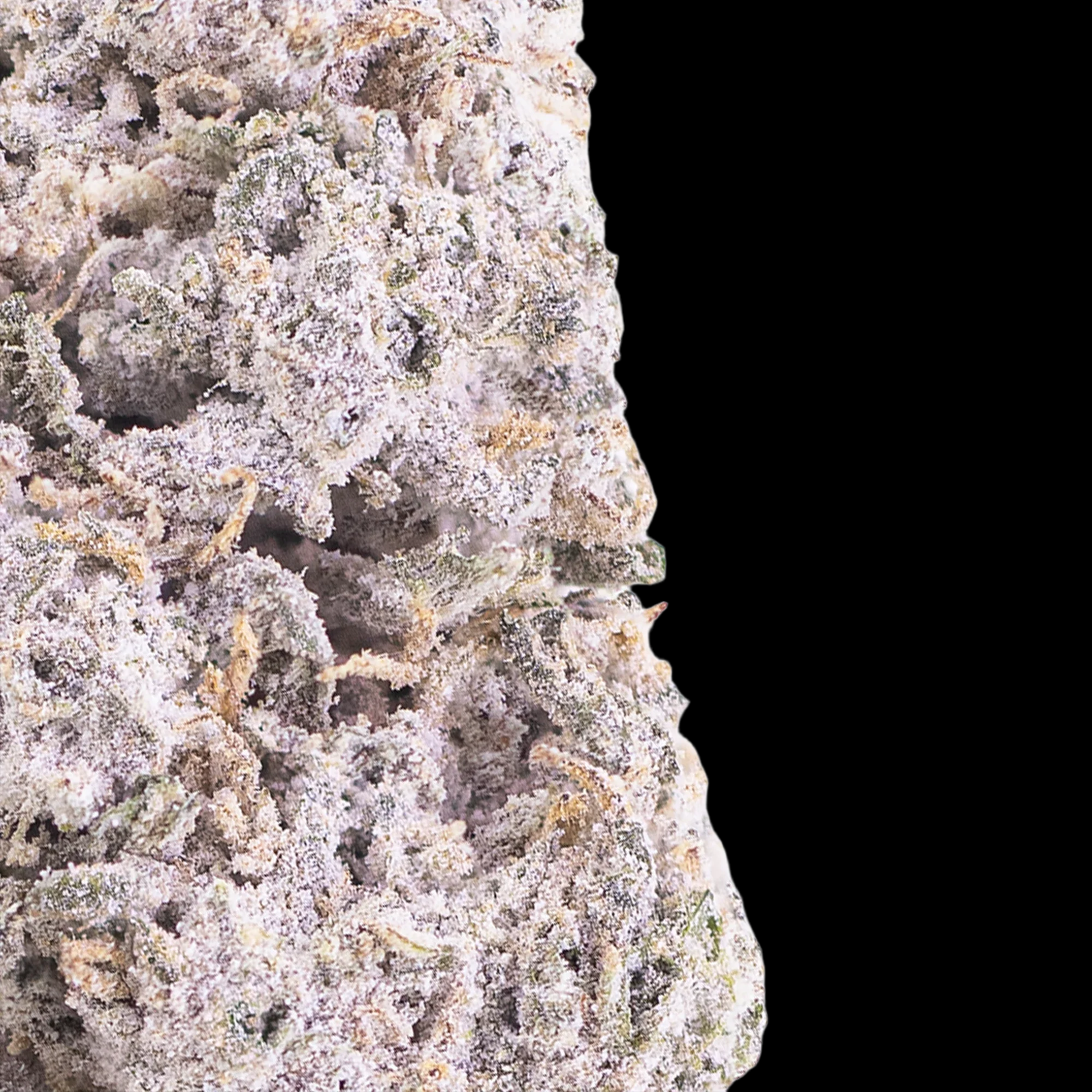 DURBAN POISON