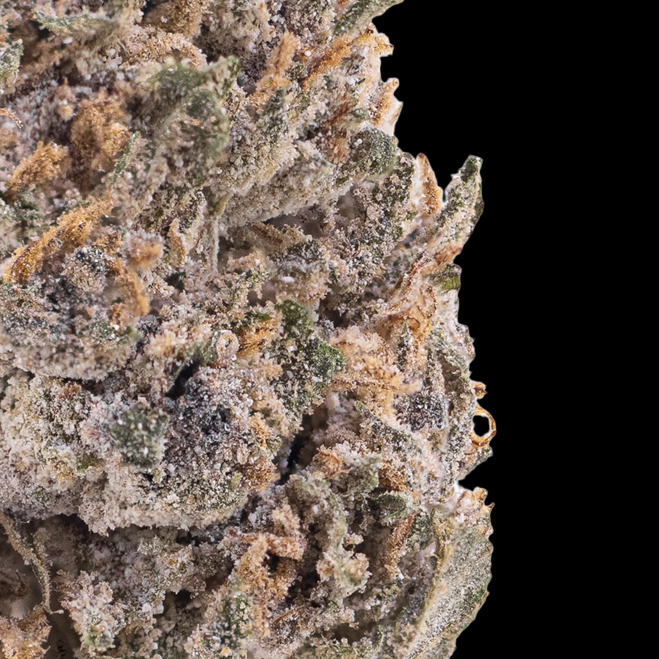 PINK PANTHER