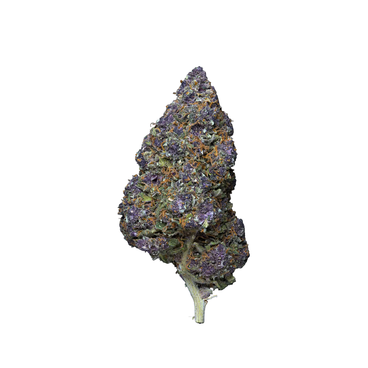 PURPLE-GRAPE-BLÜTEN-H5