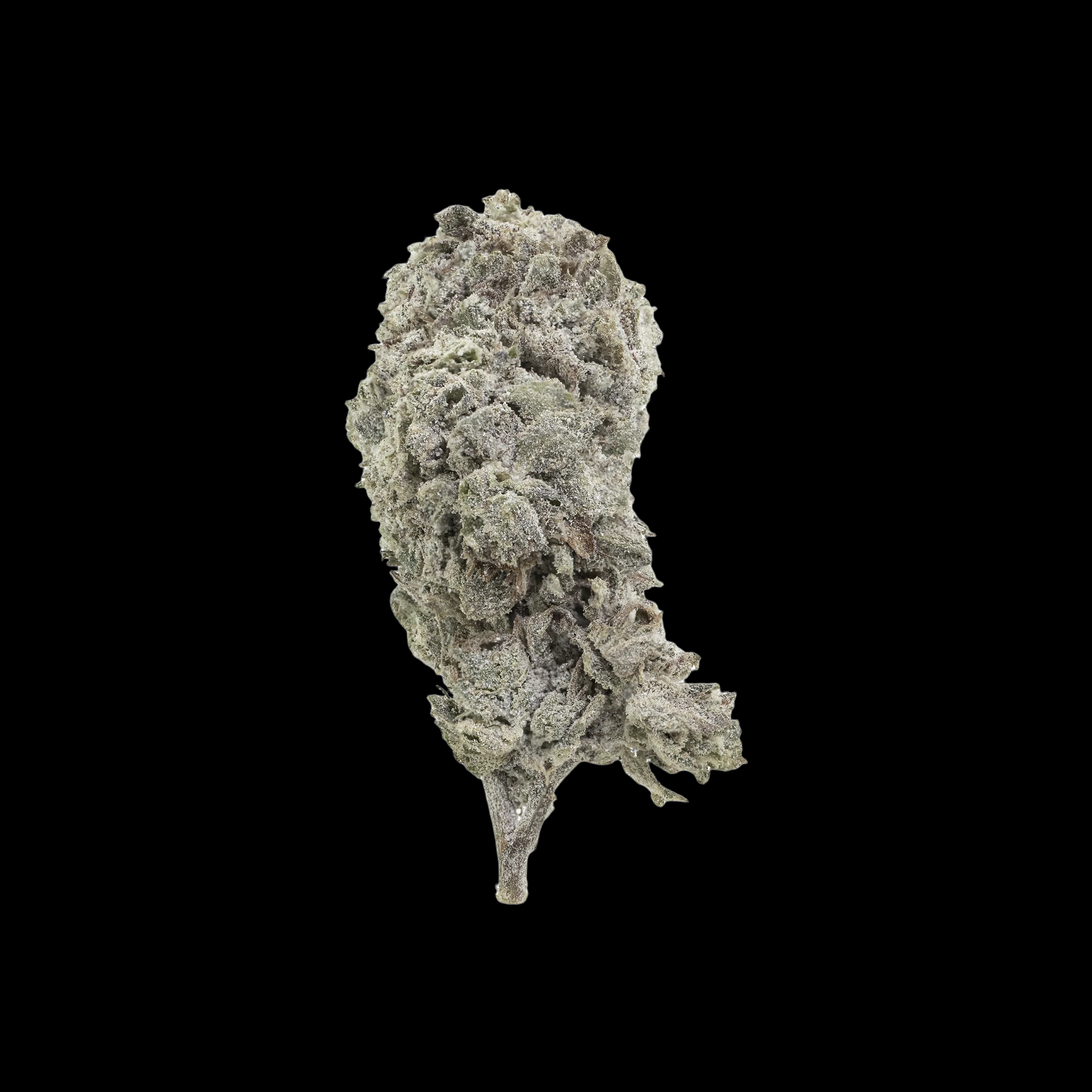 AMNESIA