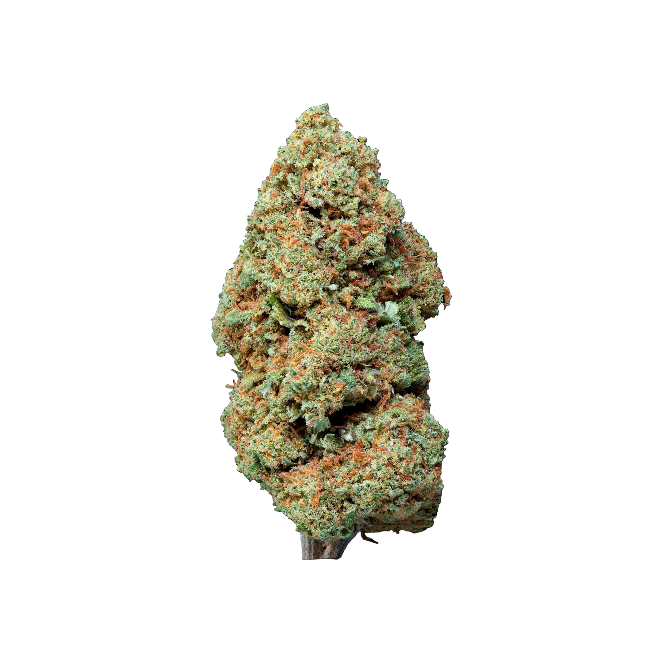 PREMIUM-GREENHOUSE-THCA-BLUEBERRY-MUFFIN