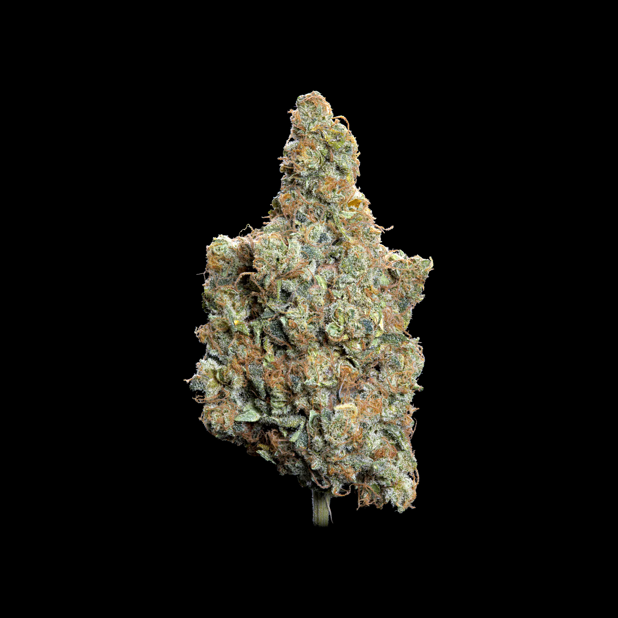 GRAS-KAUFEN-ONLINE-CALI-BURN-BABY-BURN