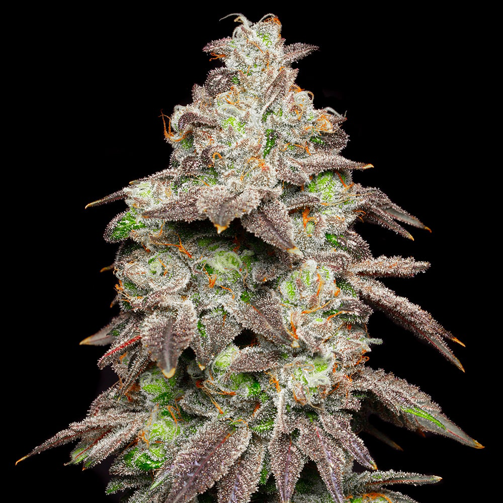 FRIED-BANANA-HI-RES-PLANT-GRAPES-ACAI-GELATO-X-SUNSET-SHERBET-COOKIES-SEEDS-SAMEN-THC