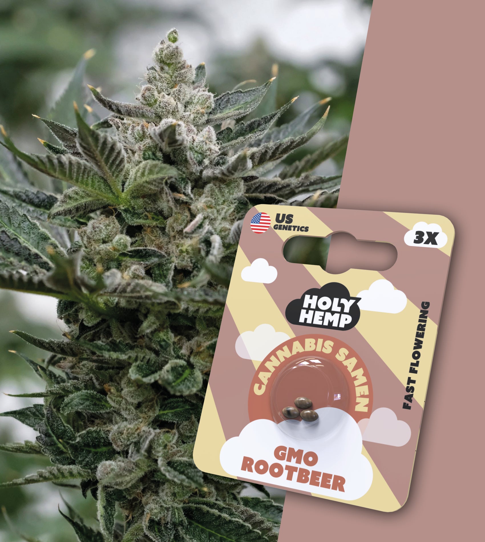 GMO Rootbeer (Fast-Flowering)