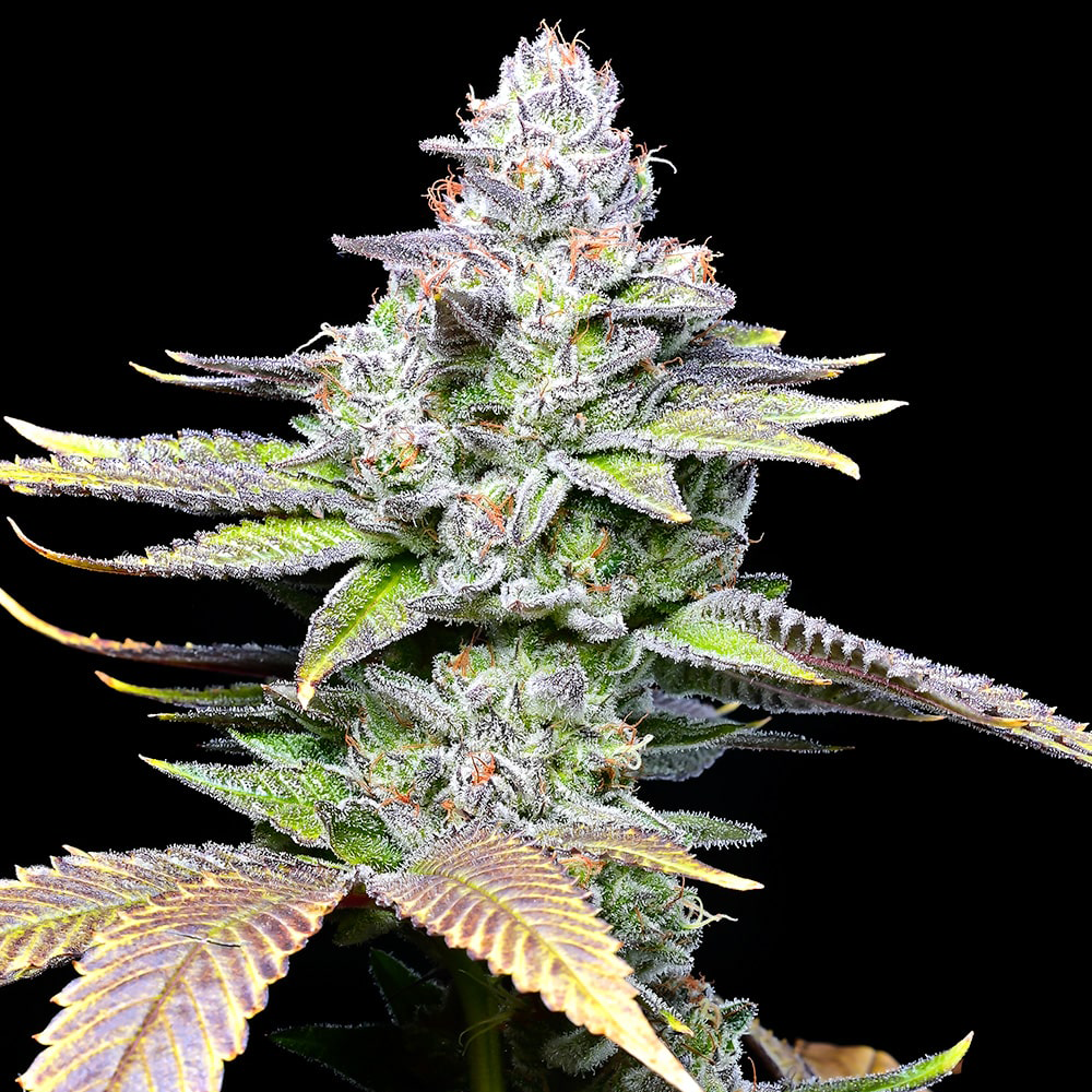 WHITE-SHERB-WHITE-RUNTZ-X-SUNSET-SHERBET-SHERBET-COOKIES-SEEDS-SAMEN-THC